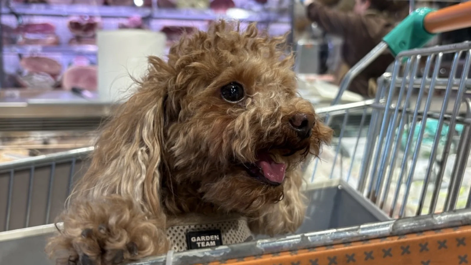 Cani al supermercato: da Borello ingresso consentito con carrello dedicato