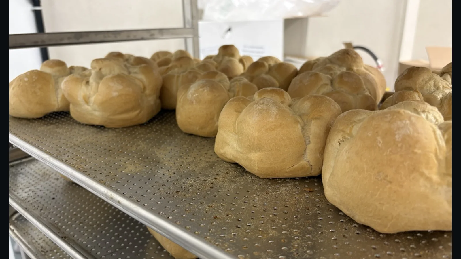Pane caldo ogni giorno: da Borello lo sforniamo più volte, anche la domenica